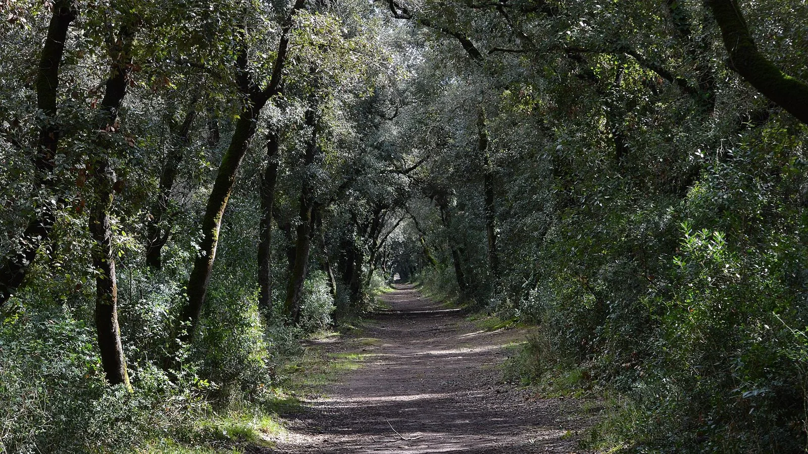 Un sentiero sterrato ombreggiato da alberi e macchia mediterranea nella Pineta di Castel Fusano